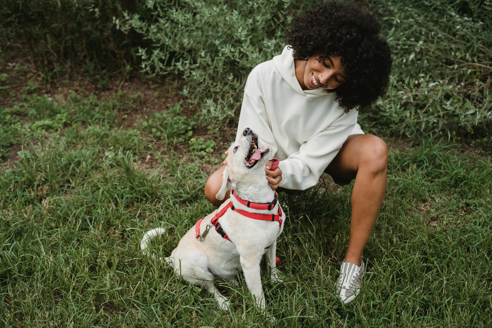 Full body of cheerful African American female stroking playful dog on red leash while squatting on grassy lawn in street