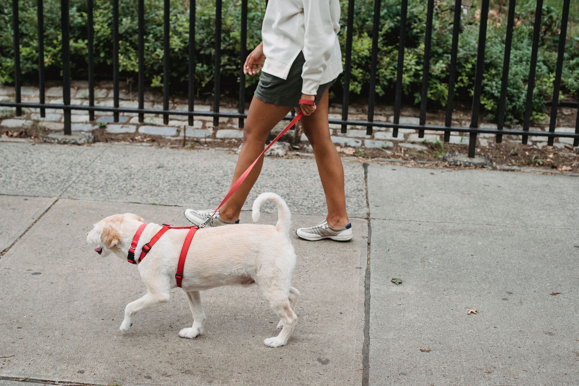 Dog wearing a harness on a city sidewalk walk
