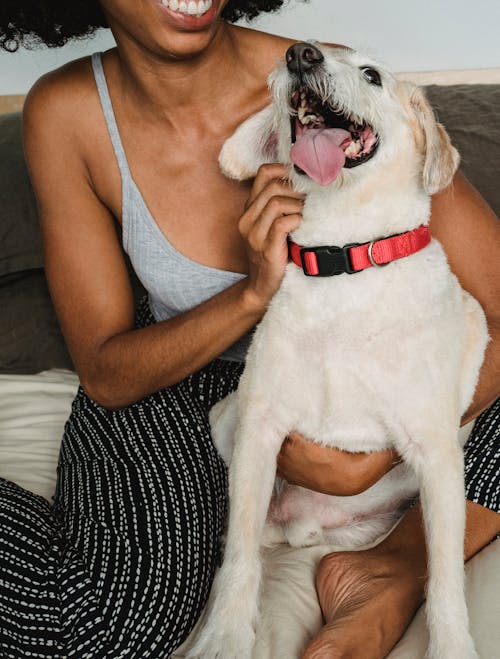 Cheerful anonymous African American female petting playful dog with tongue out and red collar while sitting on bed at home