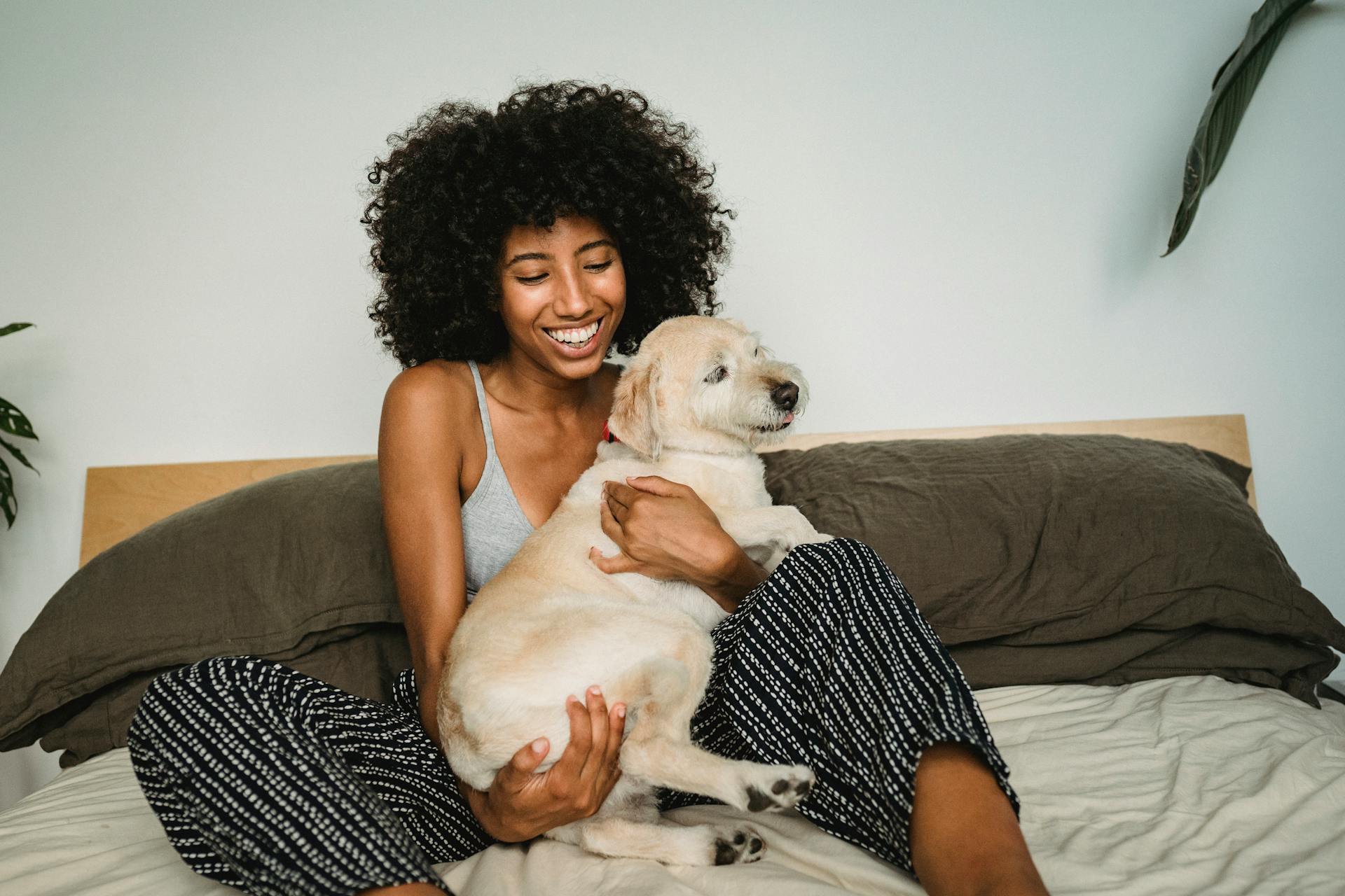 Verheugde Afro-Amerikaanse vrouwelijke eigenaar met een witte pup in handen die op een comfortabel bed zit terwijl ze vrije tijd doorbrengt thuis