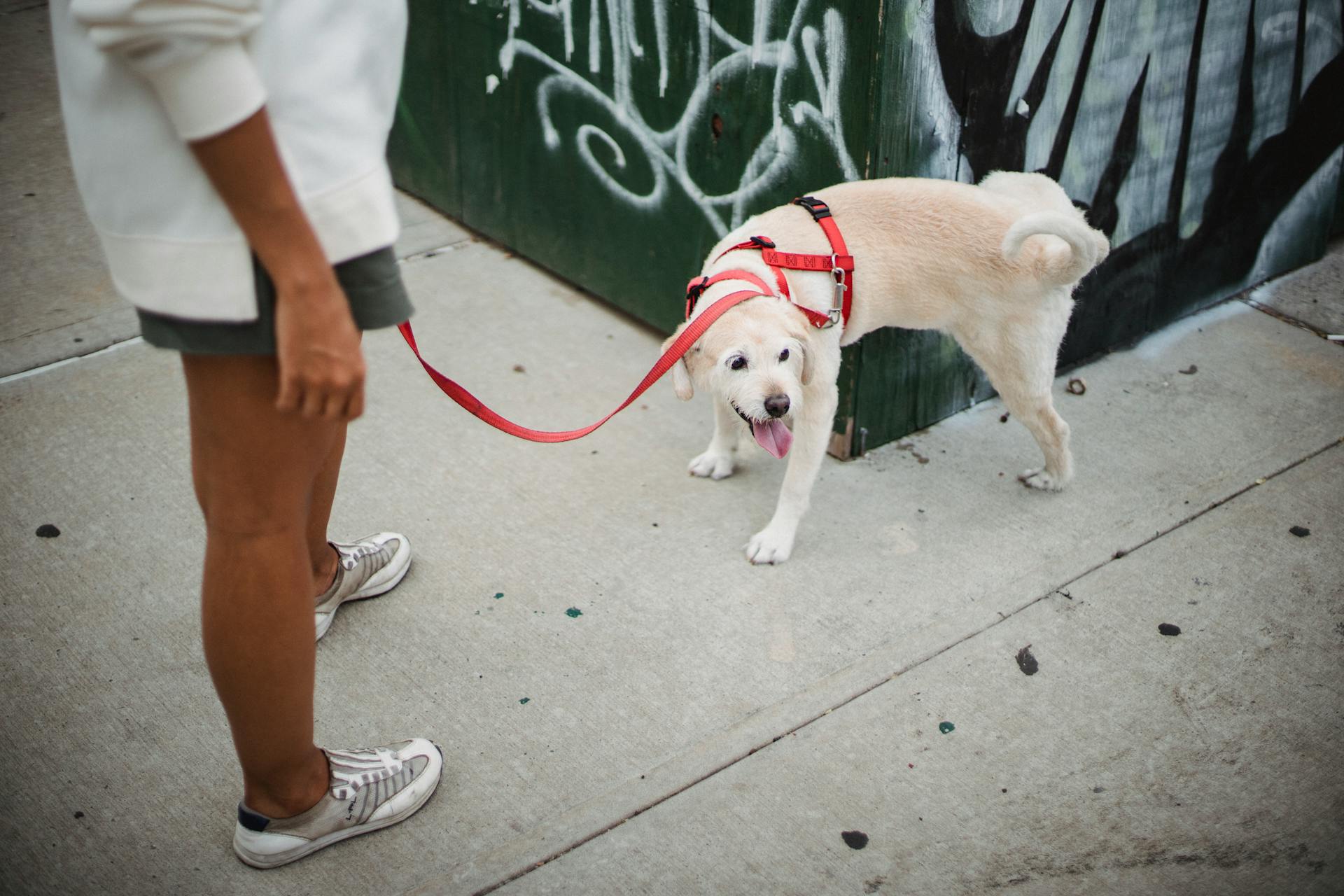 Utsikt från ovan på en anonym etnisk kvinnlig ägare i sneakers som står på gatan med en hund på rött koppel nära en grön skadad vägg