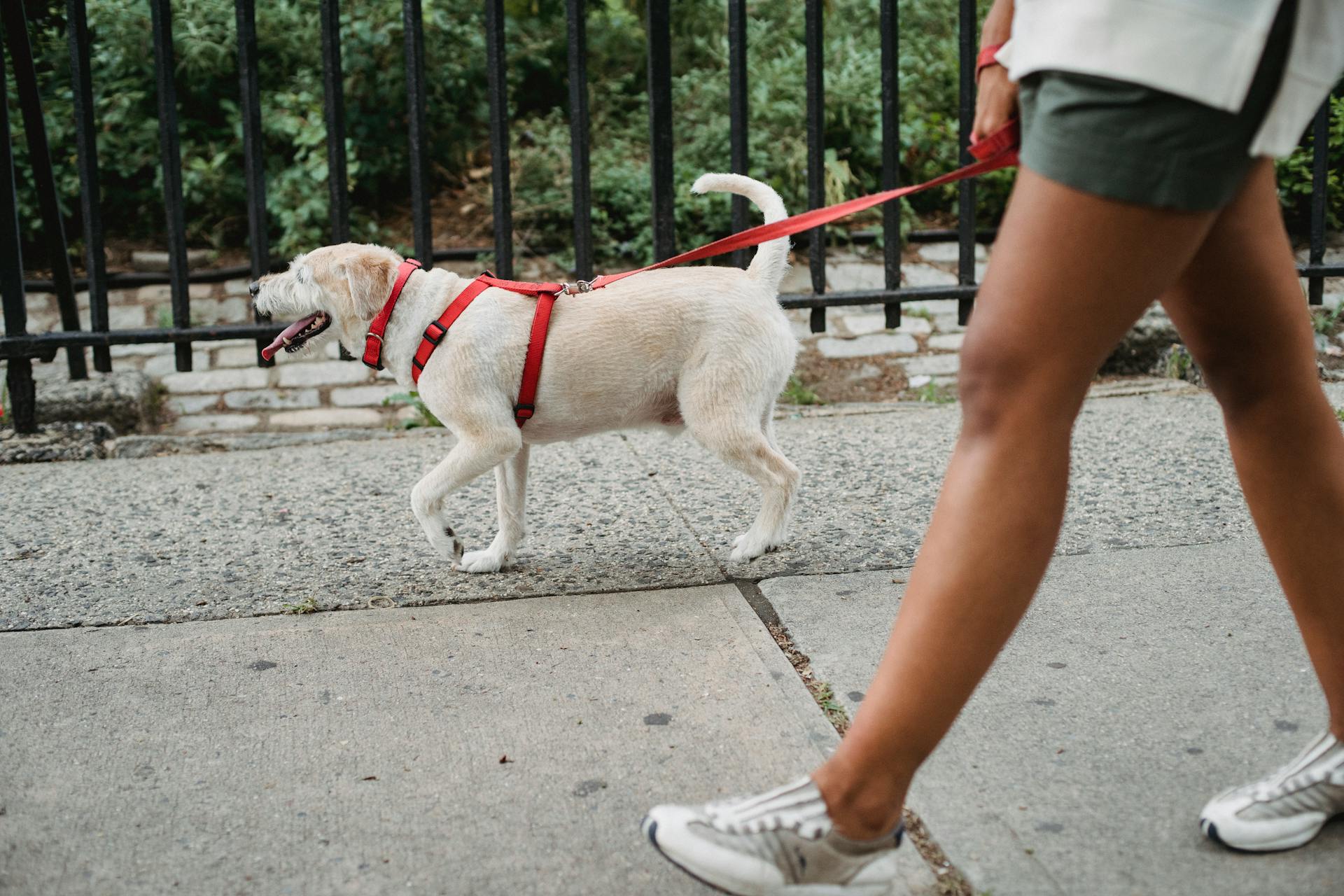 Side view of anonymous ethnic female wearing shorts strolling with dog on leash on pavement near metal fence on street