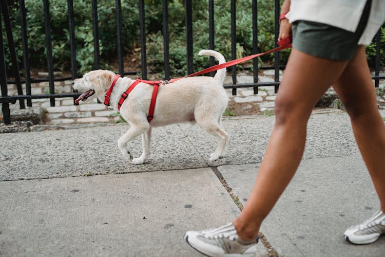 Crop Ethnic Woman Walking Dog