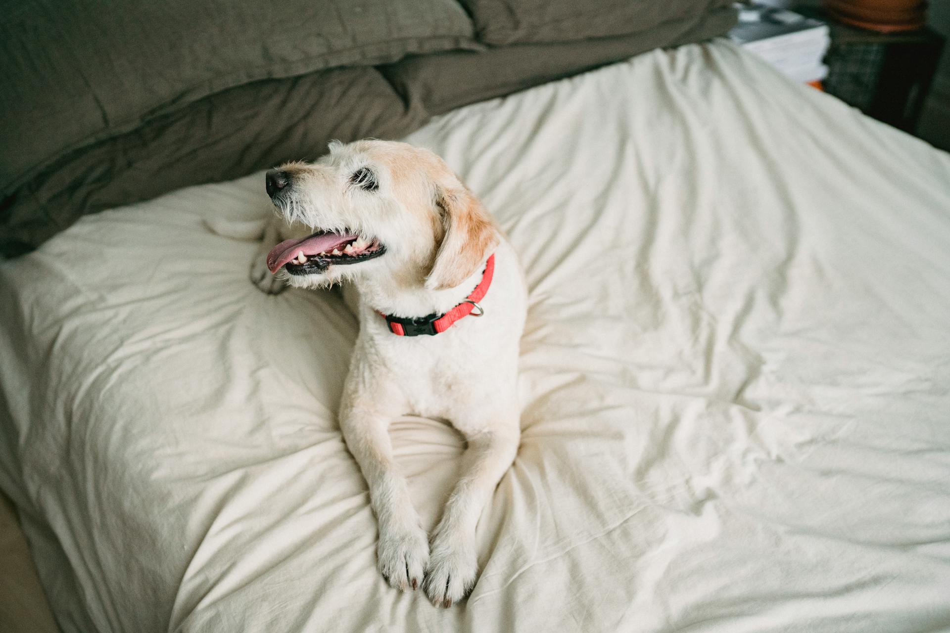 From above of playful cute puppy lying on bed with crumpled white sheet