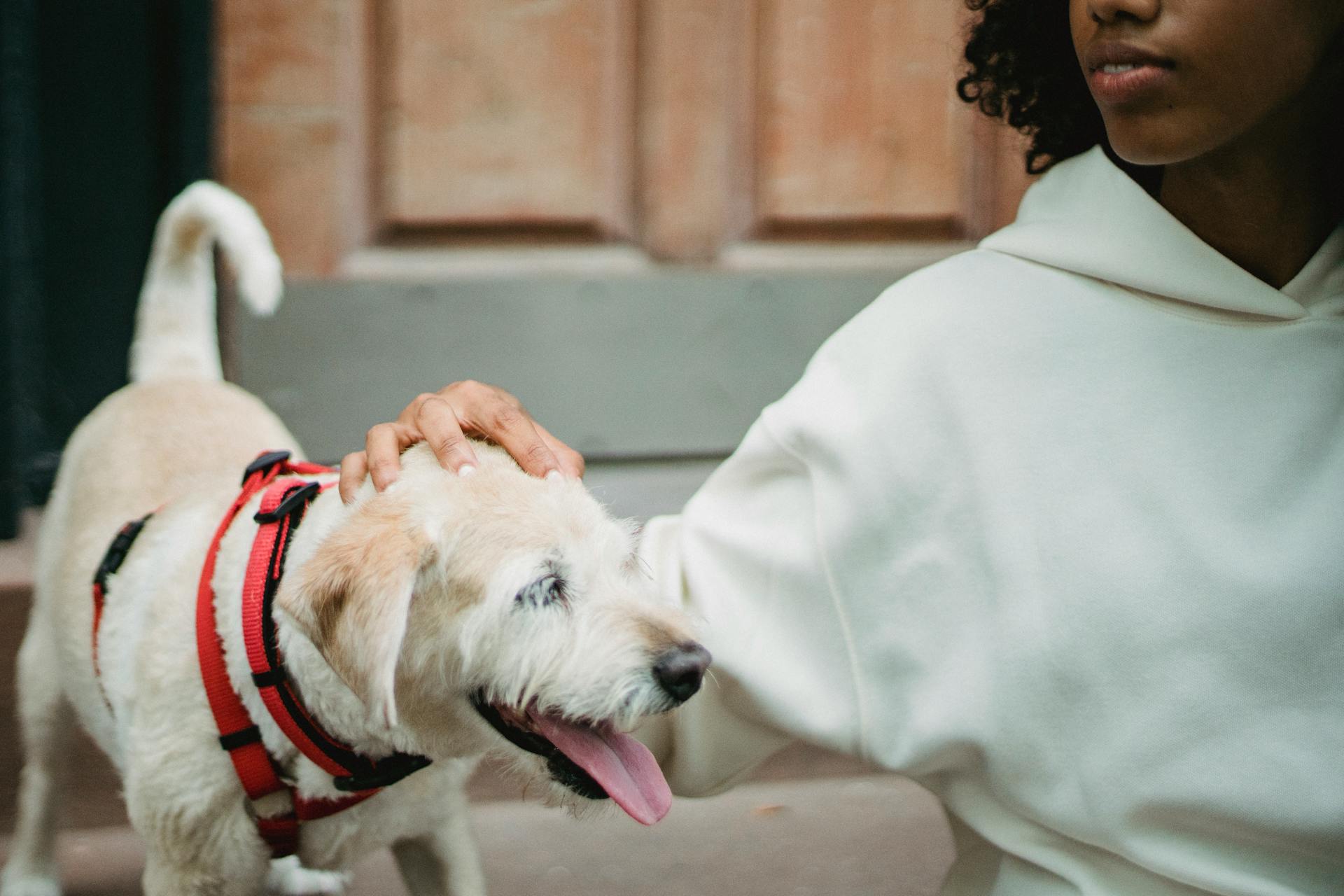 African American female stroking dog on street