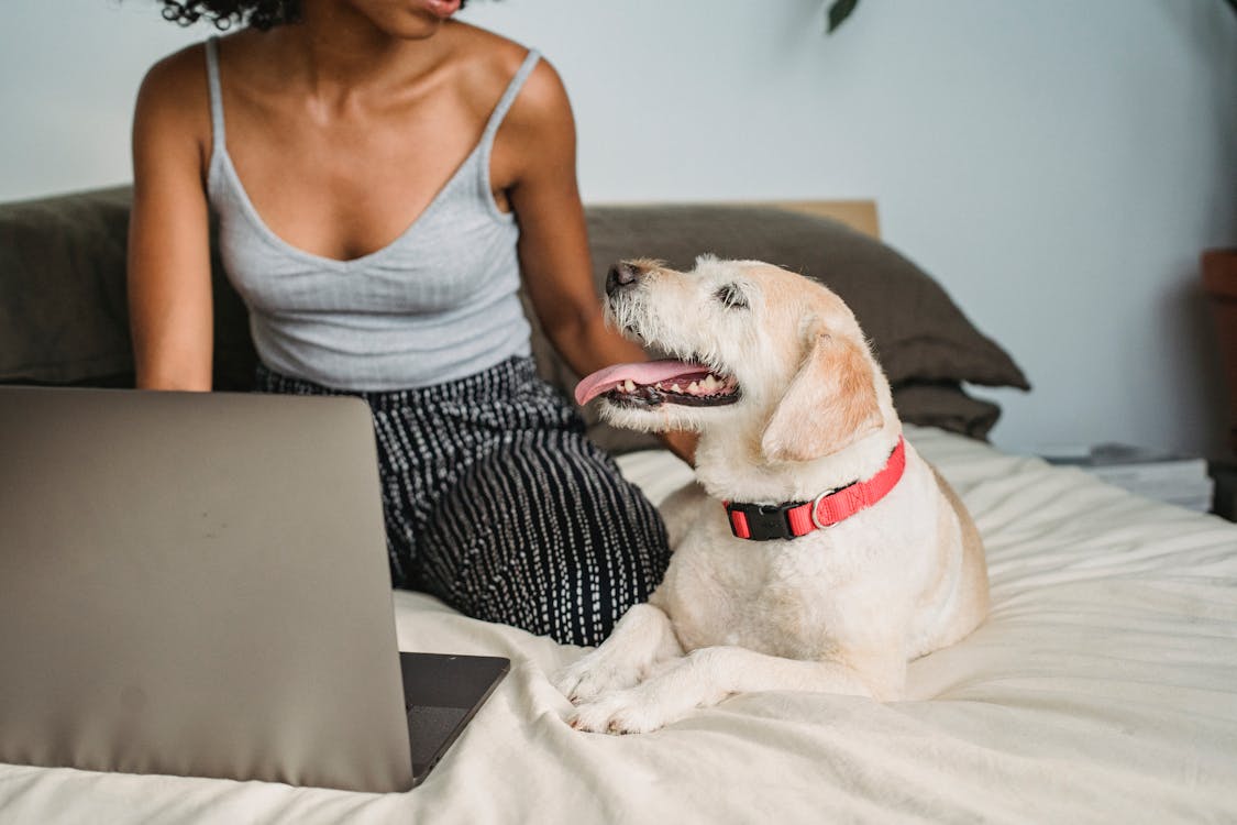 Crop African American female in casual clothes resting on comfortable bed and stroking small dog while browsing laptop at home