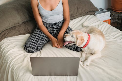 Donna Calma Navigando In Netbook Mentre Si Riposa Con Il Cane A Casa