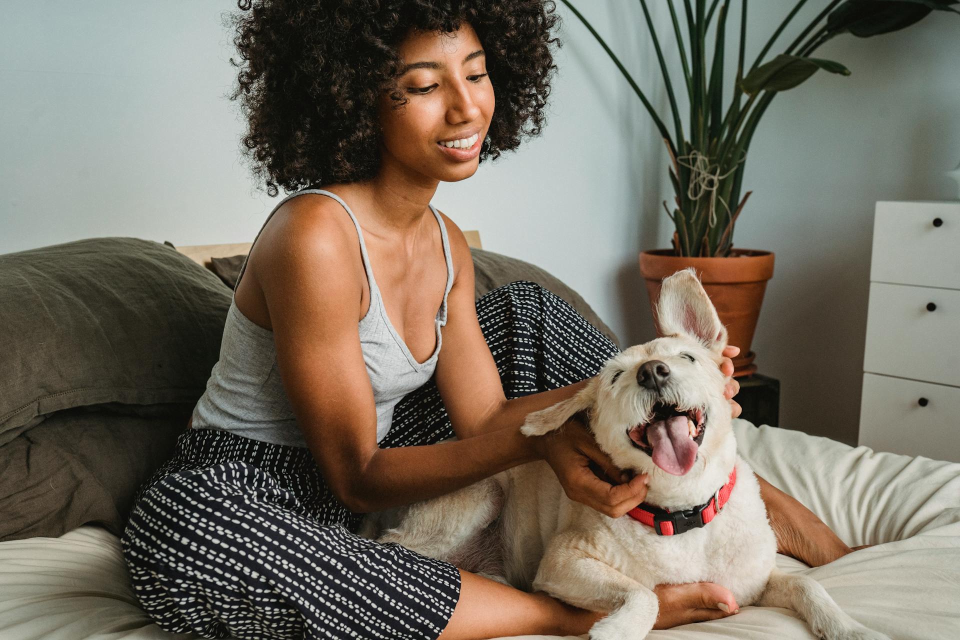 Smiling African American female with curly hair stroking little dog while resting on bed in light bedroom at home