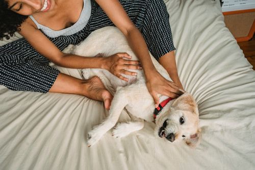 Free From above of crop cheerful African American woman in casual clothes stroking adorable small dog while resting on bed at home Stock Photo