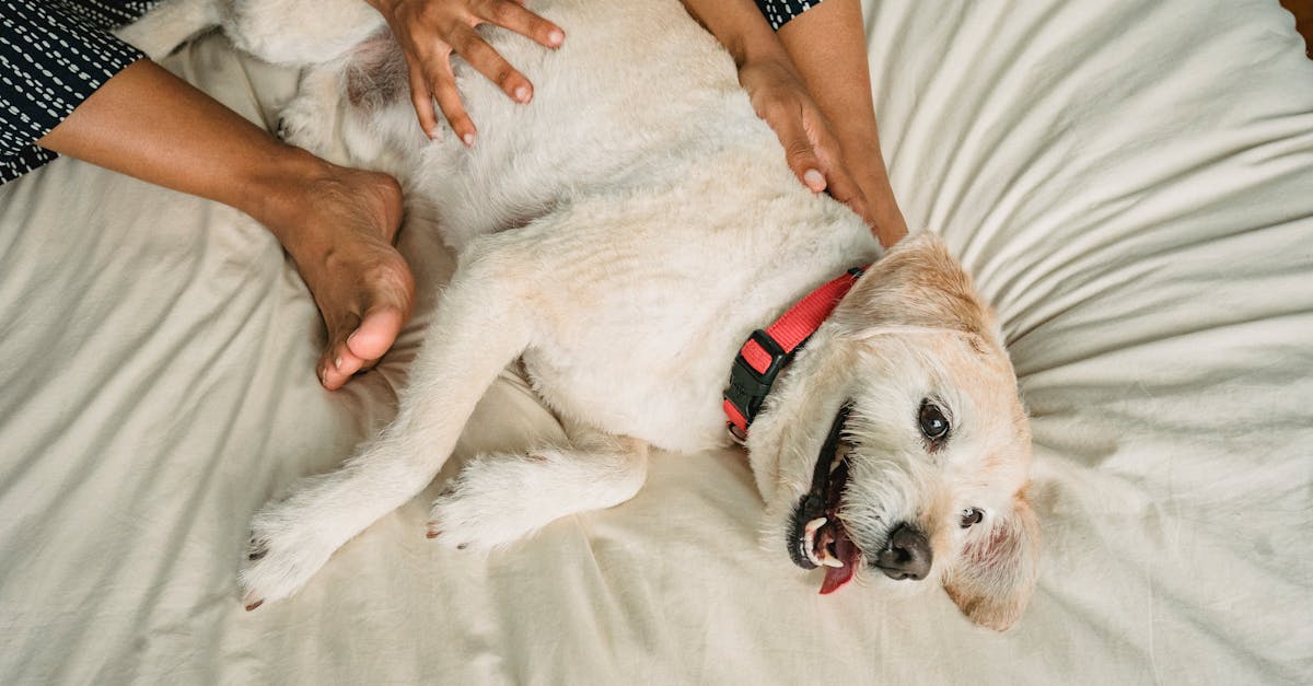 Crop faceless barefoot person stroking cute puppy with collar on soft bed at home