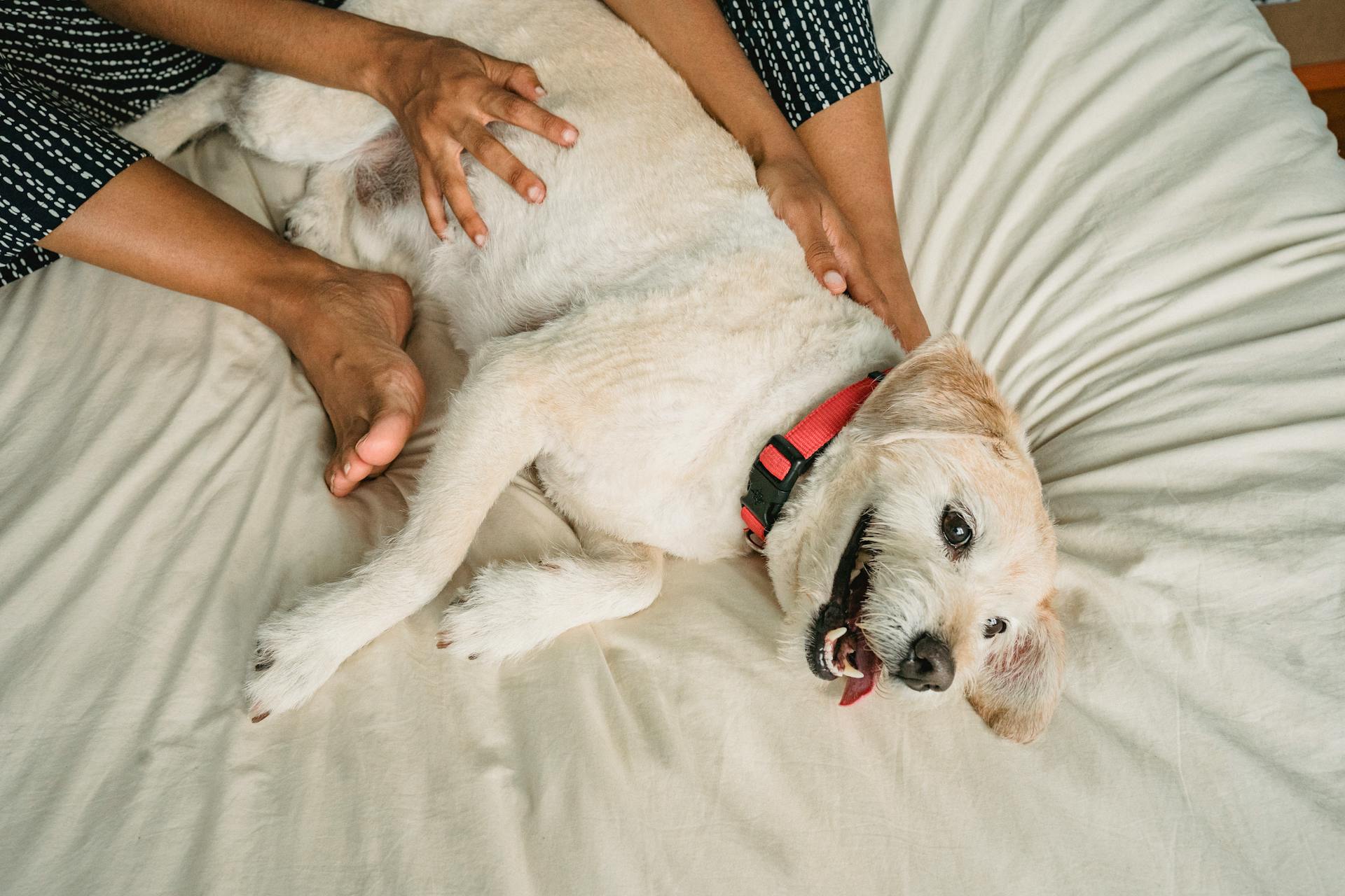 Crop faceless barefoot person stroking cute puppy with collar on soft bed at home