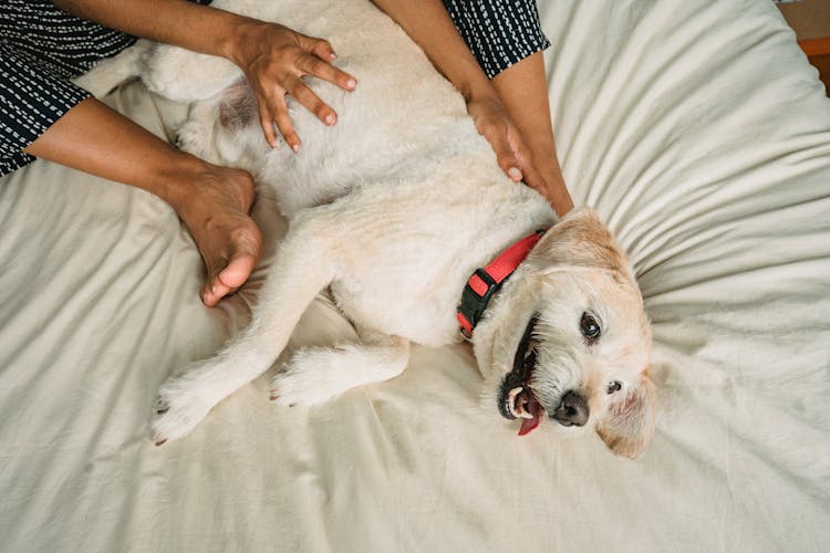 Crop Ethnic Person Caressing Purebred Dog