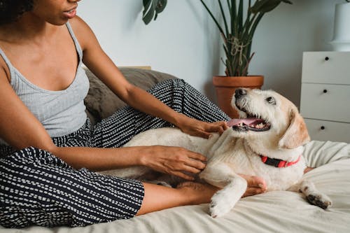 Crop faceless African American female in pajama caressing adorable dog while relaxing on bed at home