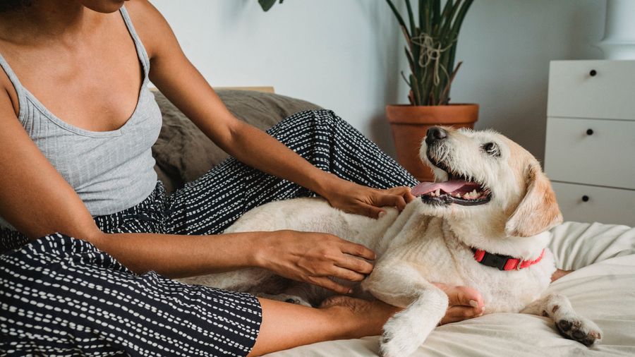Grooming Your Dog at Home: The Gear That Actually Works