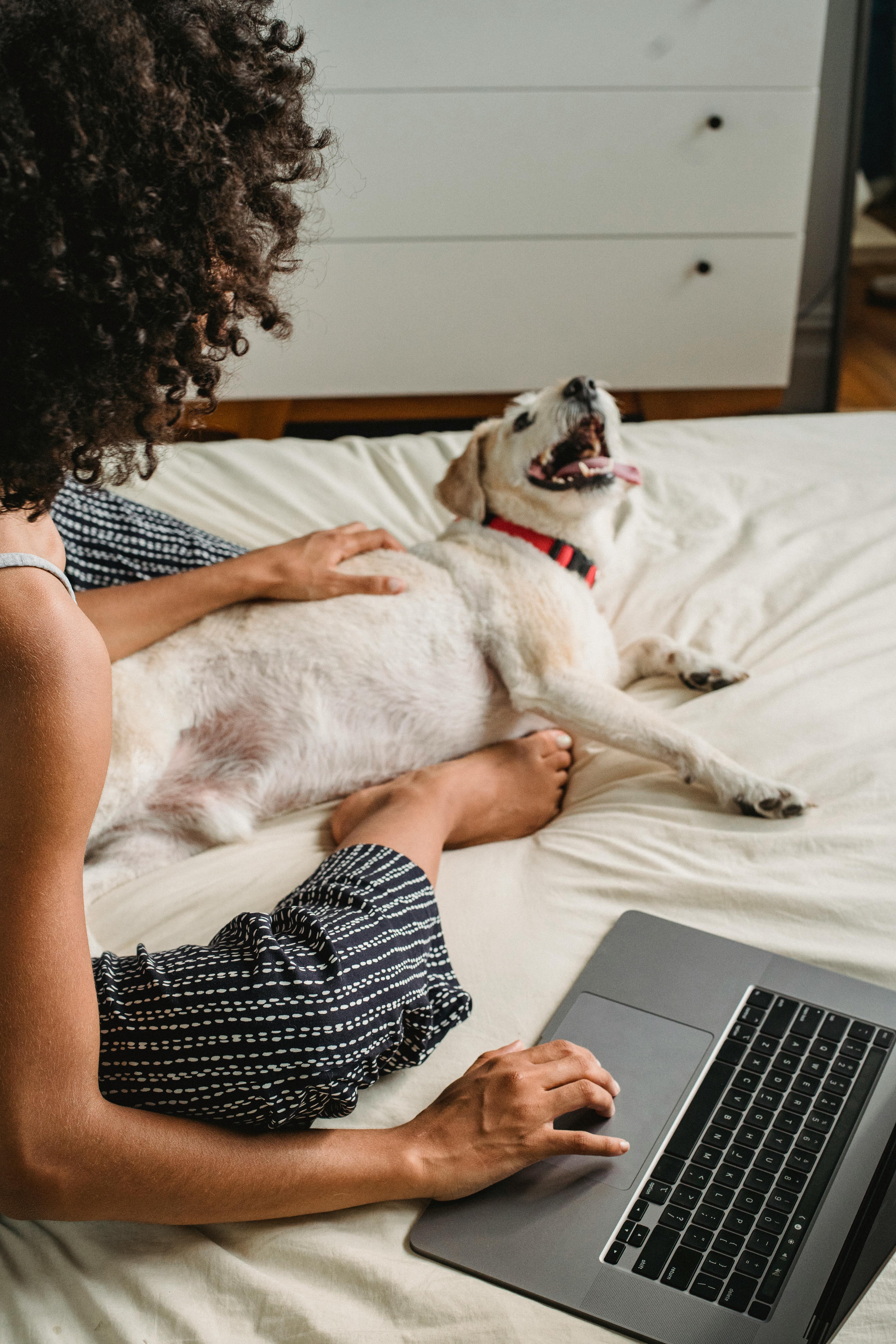 Crop woman playing with dog while browsing laptop