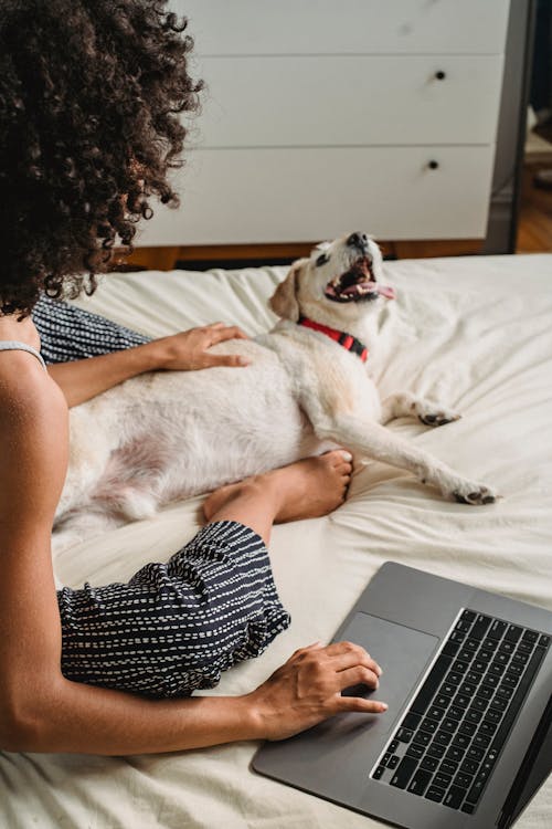 ノートパソコンを閲覧しながら犬と遊ぶ作物の女性