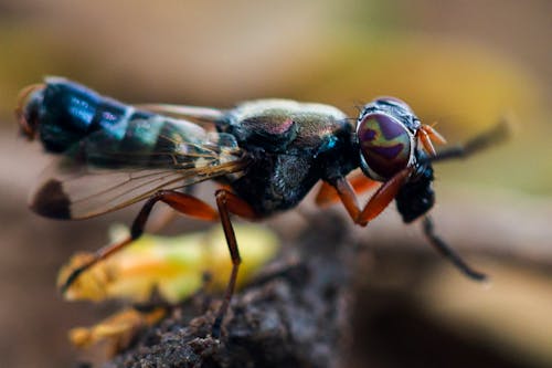 Fly in Close Up