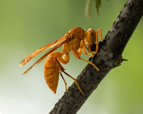 Free Detailed macro shot of a yellow wasp perched on a tree branch in its natural habitat. Stock Photo