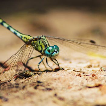 Close-up shot of a vibrant green dragonfly resting on a textured surface, showcasing its intricate wing patterns and vivid colors.