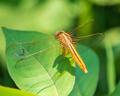 Free Dragonfly on Leaf Stock Photo