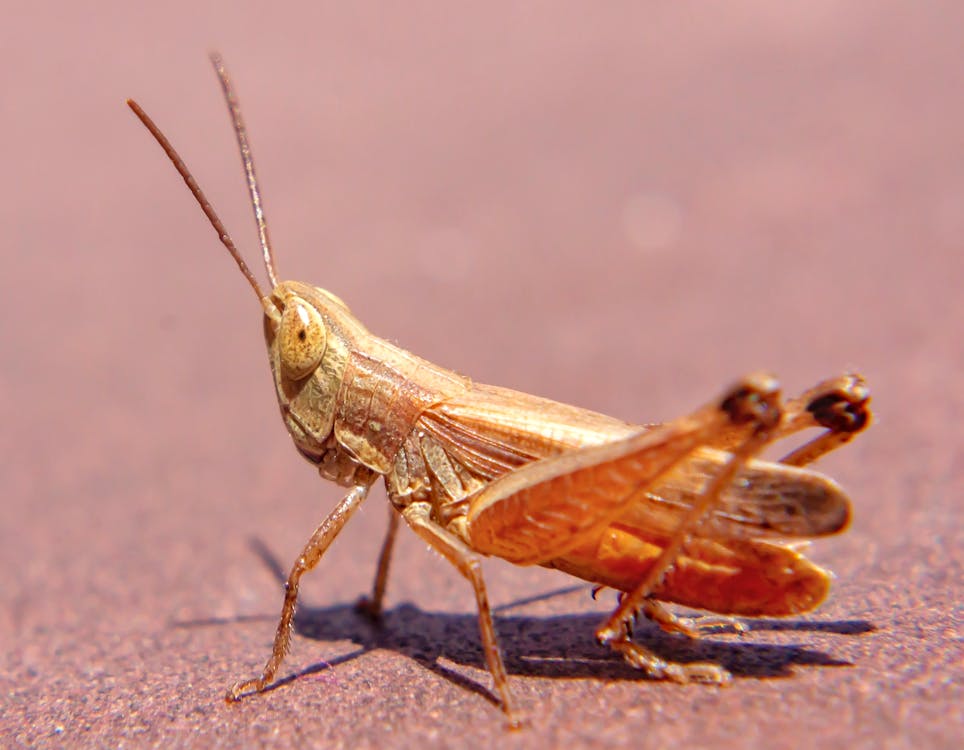 Brown Grasshopper on Brown Sand in Close Up Photography