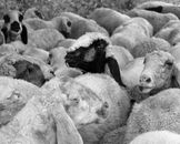 Grayscale Photo of Sheep on Field