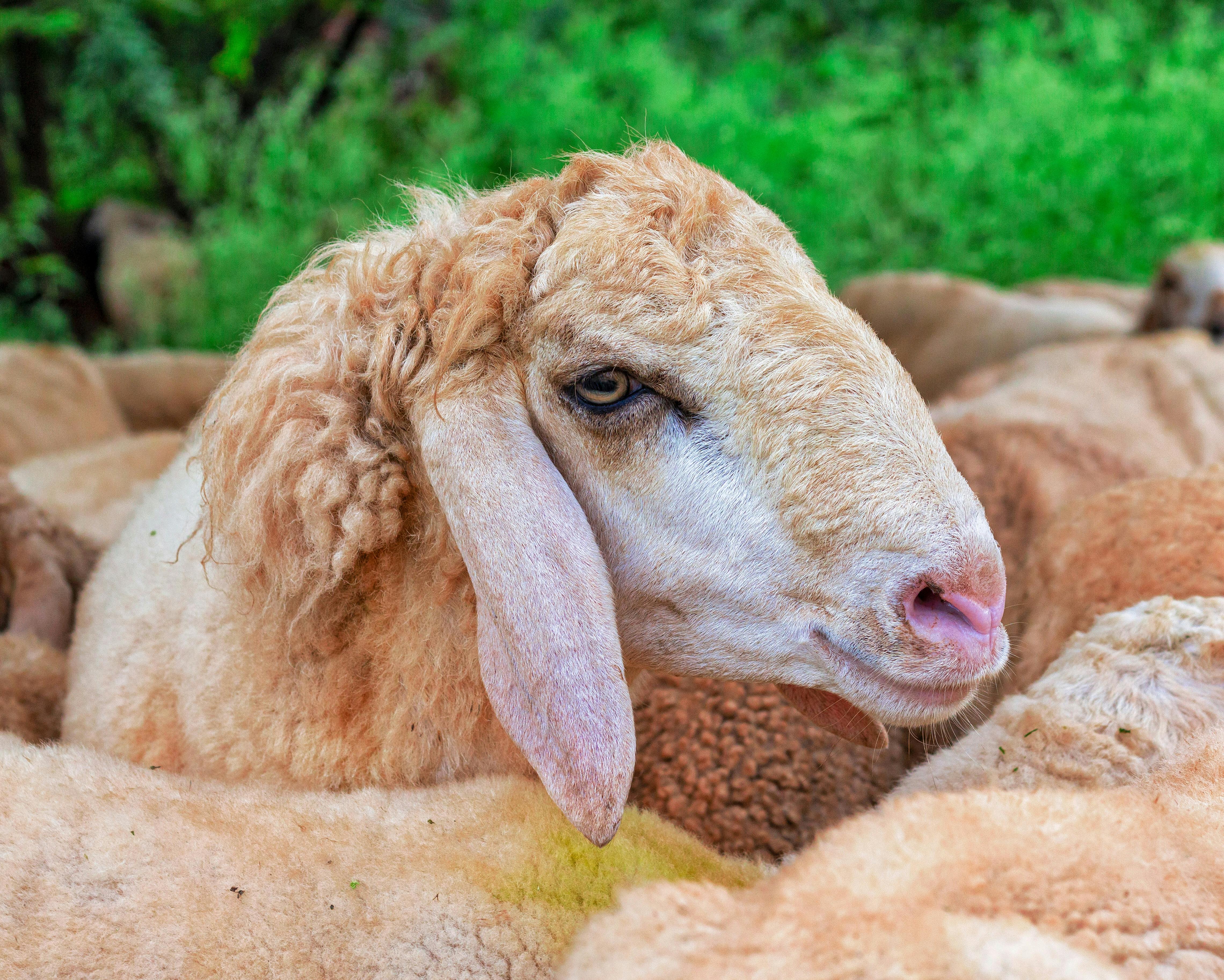 Close-up Portrait of Sheep in Livestock