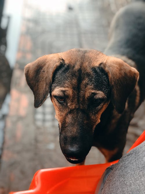 Cute Brown Potcake Dog 