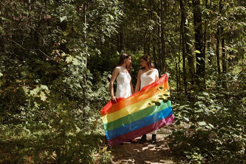 Fotos de stock gratuitas de arboles, bandera arcoiris, bosque
