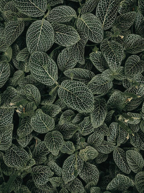 Green and White Leaf Plant