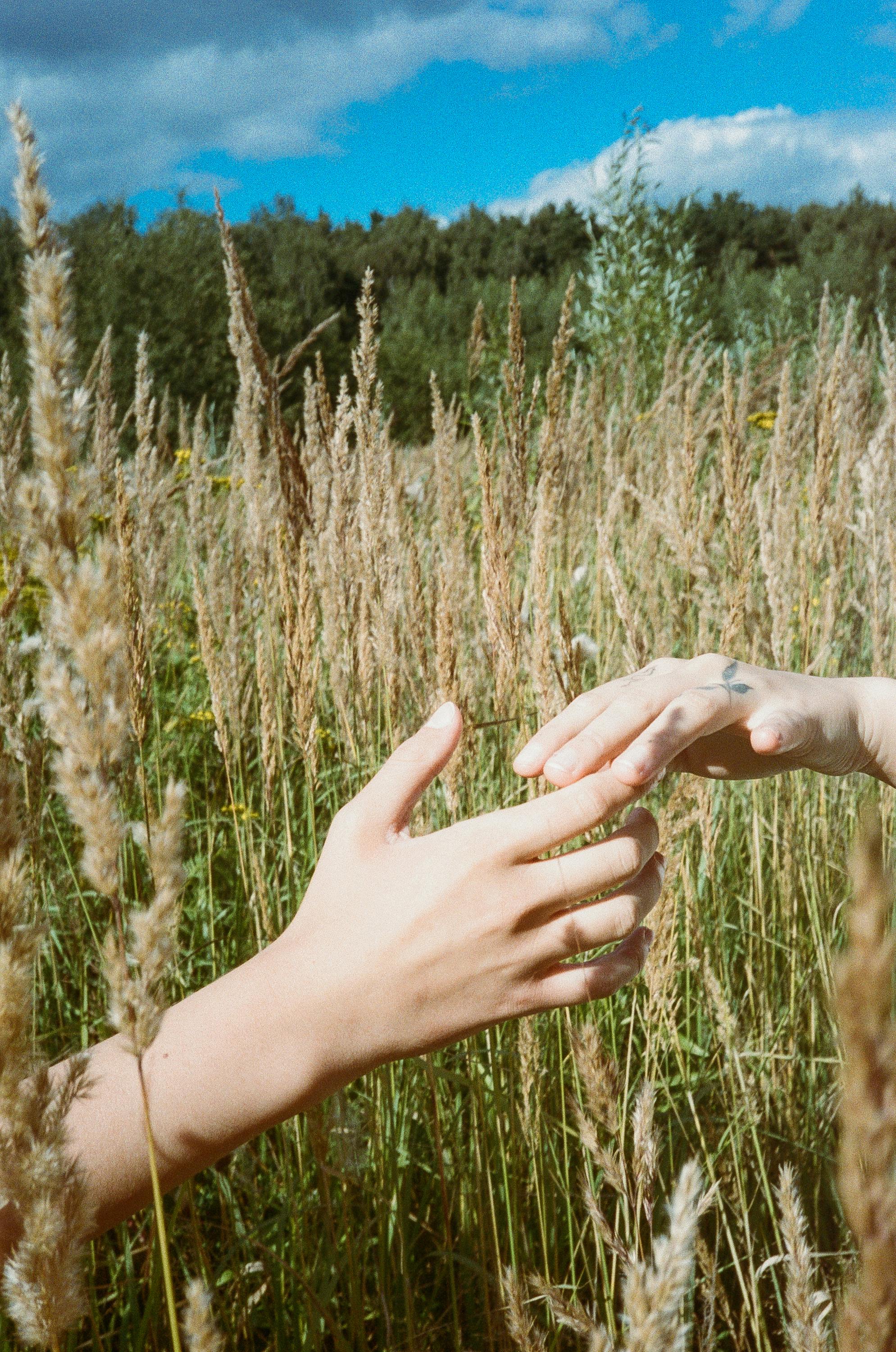 阳光明媚的狂野草地上，两只手互相伸出的特写镜头