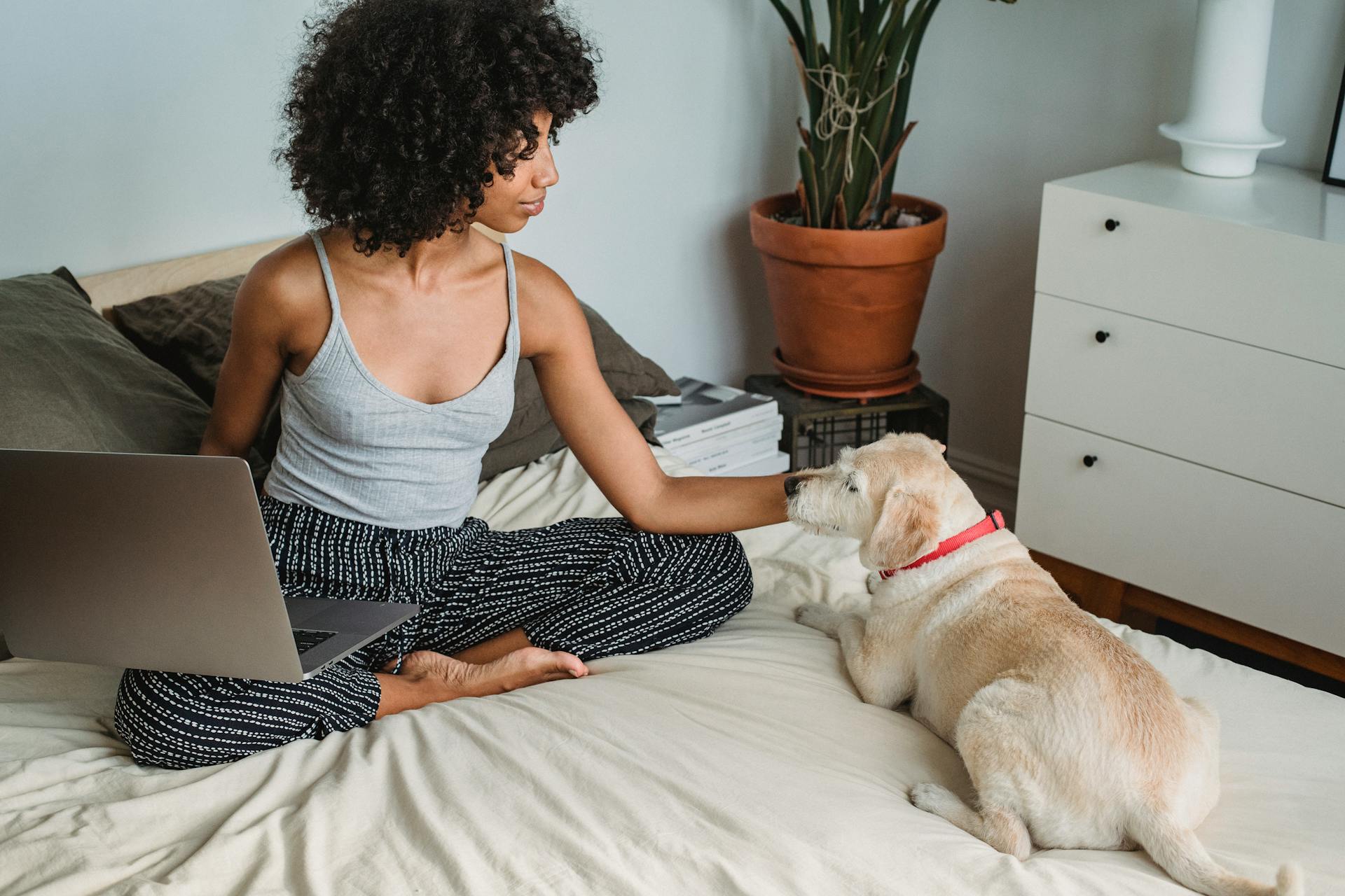 Crop African American female with netbook caressing purebred dog while sitting with crossed legs on cozy bed at home