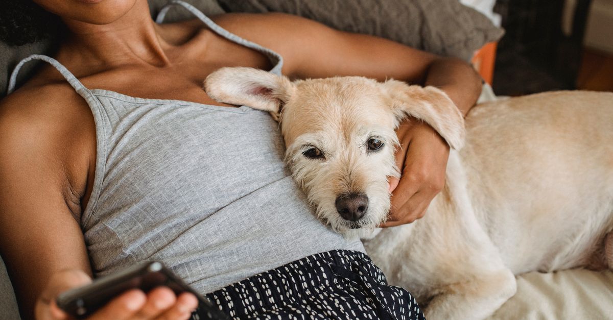 Study Reveals Impact of Dog Owners' Music Preferences on Pets