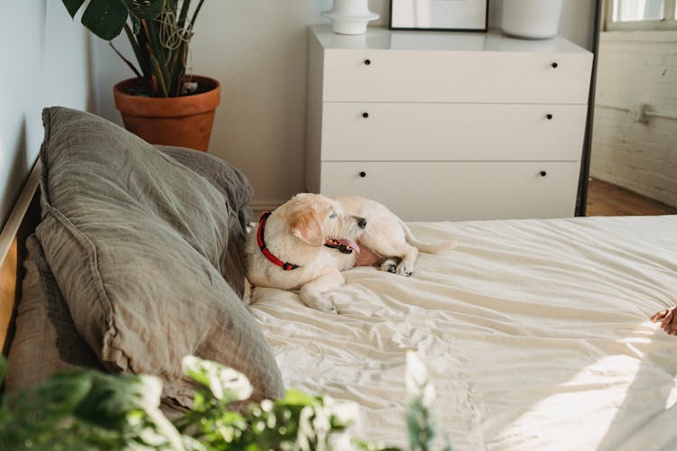 Cute Purebred Dog Resting On Soft Bed At Home