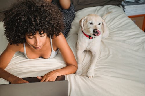 High angle of young ethnic female with Afro hairstyle surfing internet on netbook near dog licking nose on cozy bed at home