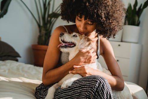 Free Crop black woman caressing dog on bed in sunlight Stock Photo