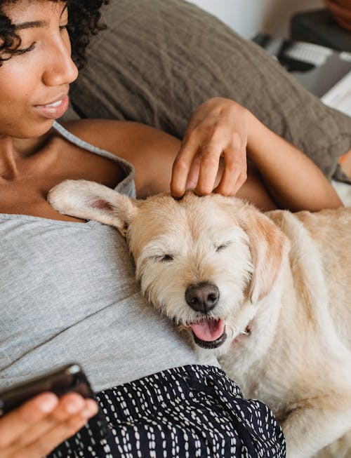 From above of crop ethnic female with cellphone caressing dog with tongue out in bedroom