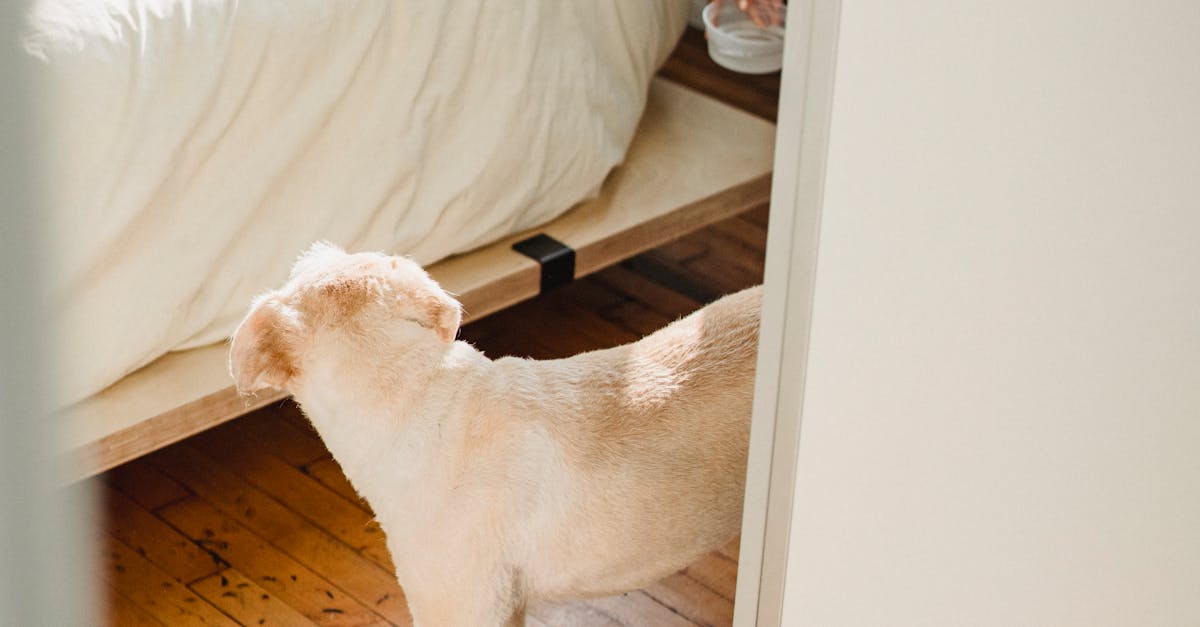 From above of crop unrecognizable ethnic female with water in container near dog on wooden floor at home