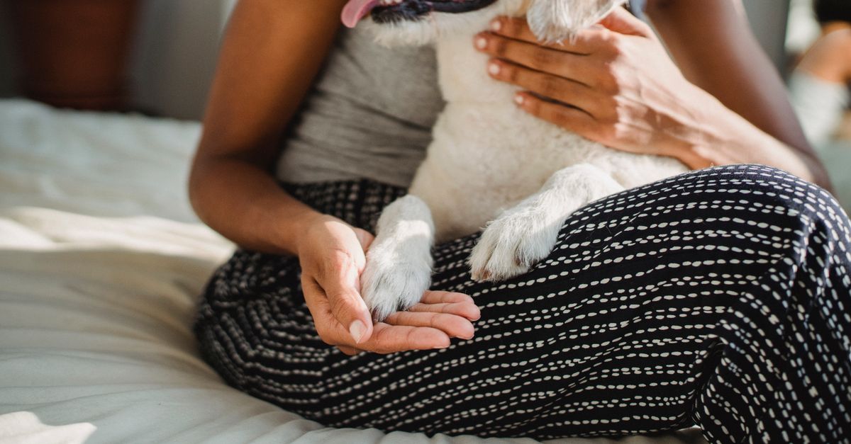 Améliorer la qualité de vie des animaux âgés : 5 stratégies efficaces