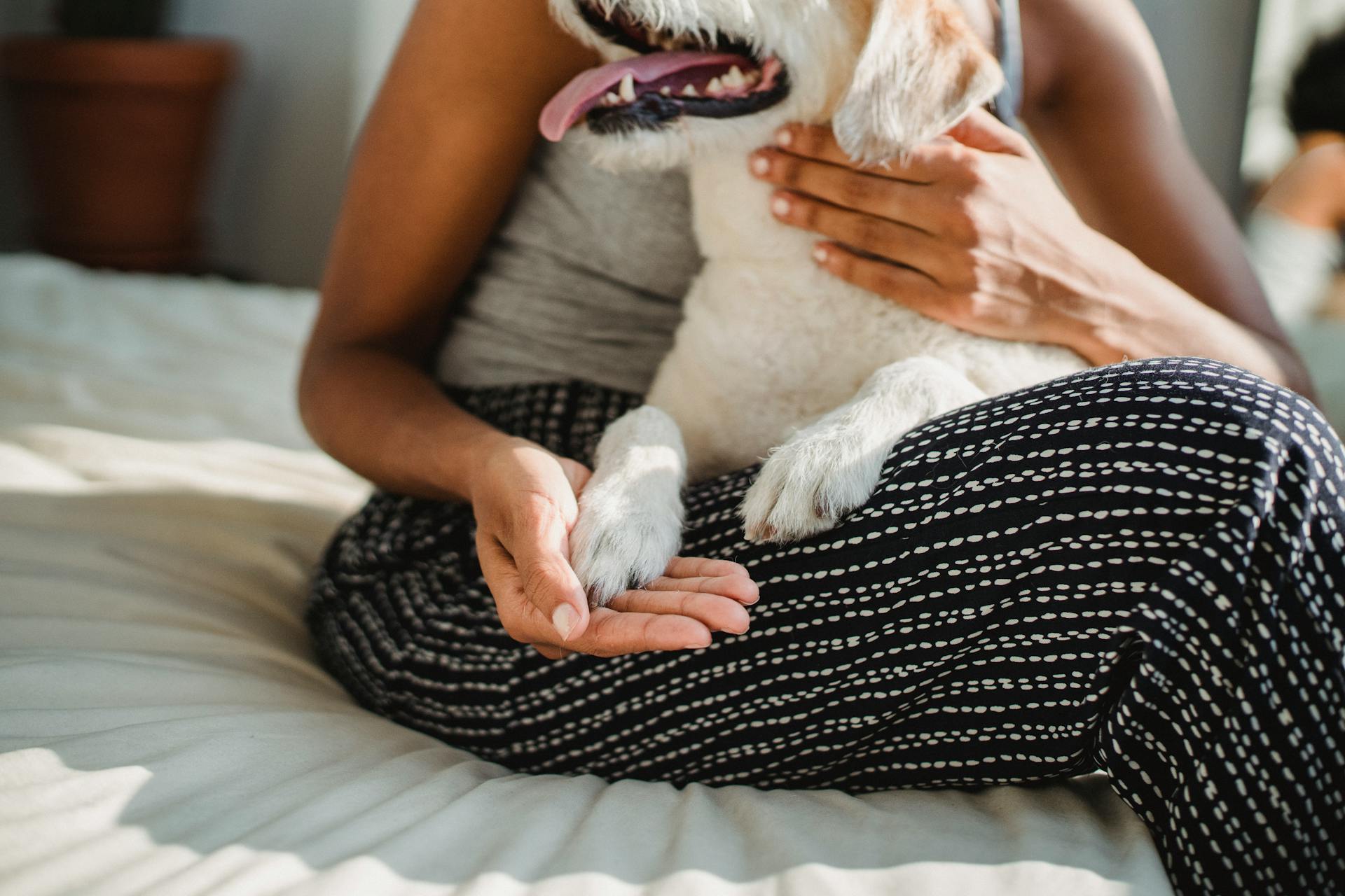 Crop unrecognizable ethnic female embracing cute puppy with tongue out while sitting on bed in house