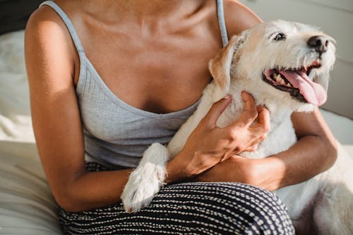 Crop ethnic woman embracing charming dog on bed