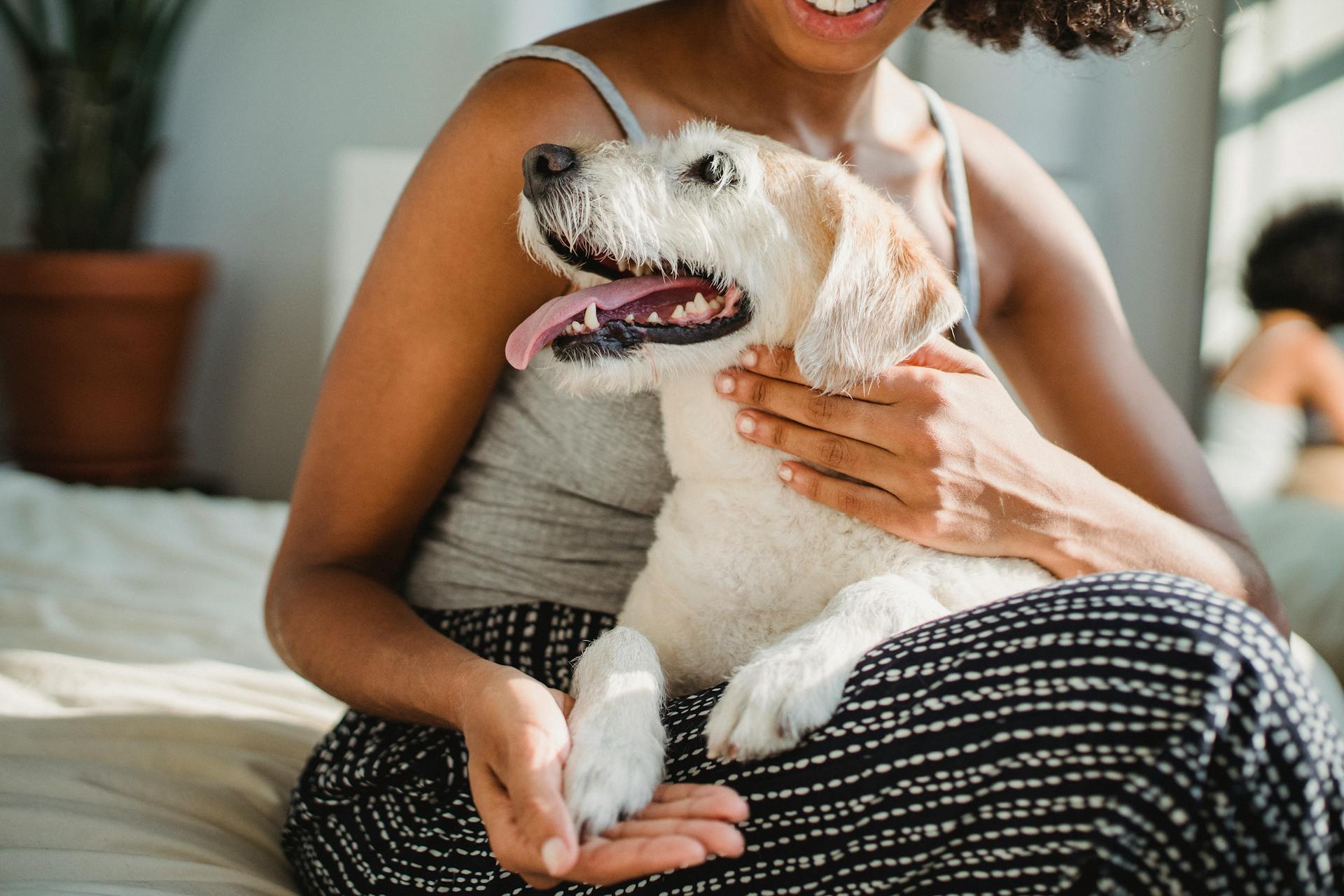 Crop unrecognizable smiling ethnic female caressing cute puppy with tongue out while resting on soft bed at home