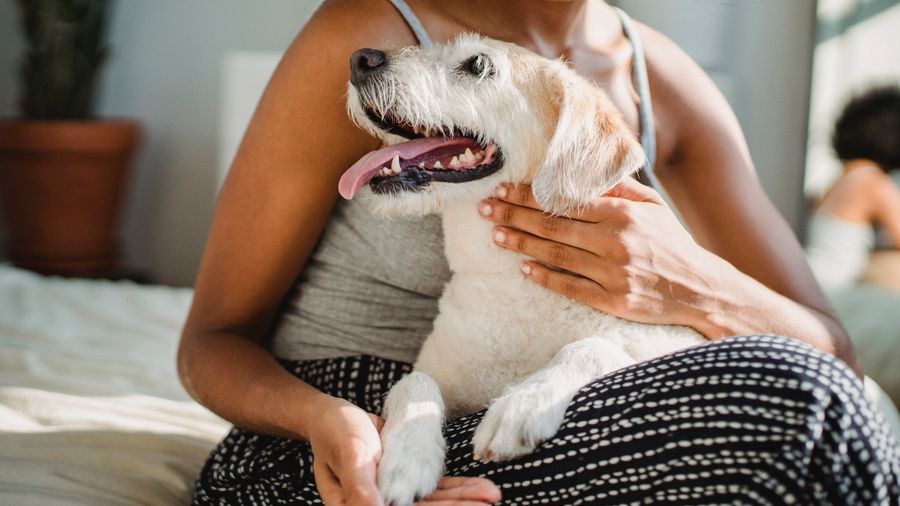 Grooming as Bonding Time: How to Make It Work for You and the Dog