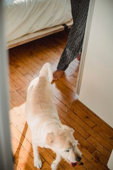 在一个阳光明媚的早晨，一只拉布拉多猎犬和主人在室内共度时光