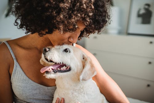 Crop ethnic female with Afro hairstyle embracing cute purebred dog with tongue out at home