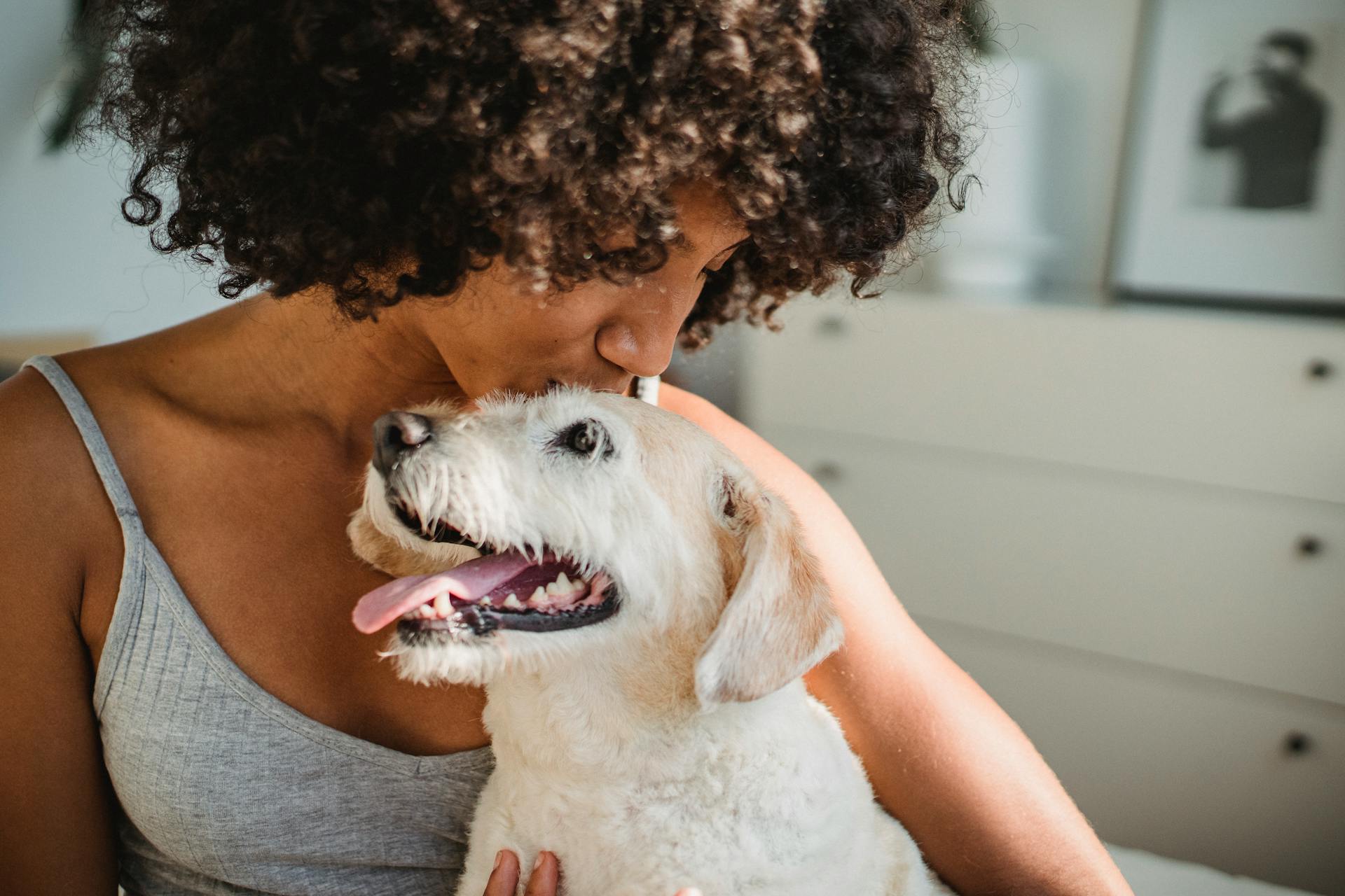 Crop ethnic female with Afro hairstyle embracing cute purebred dog with tongue out at home