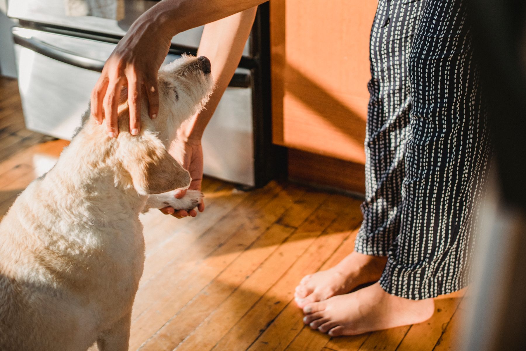 Owner gently stroking a dog standing on a wooden kitchen floor