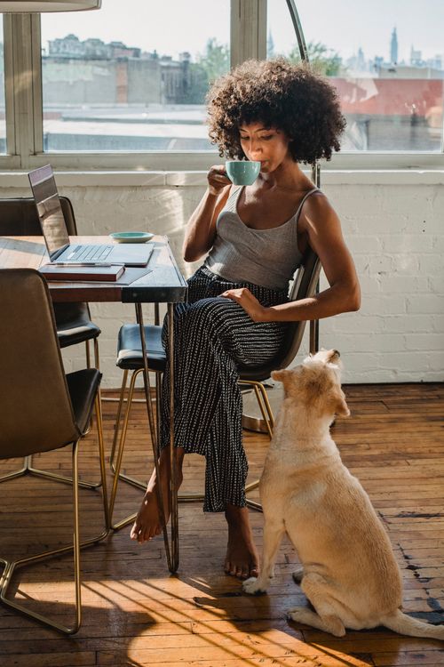Free Young African American female distance worker enjoying hot drink while sitting at table with netbook near obedient dog on floor at home Stock Photo