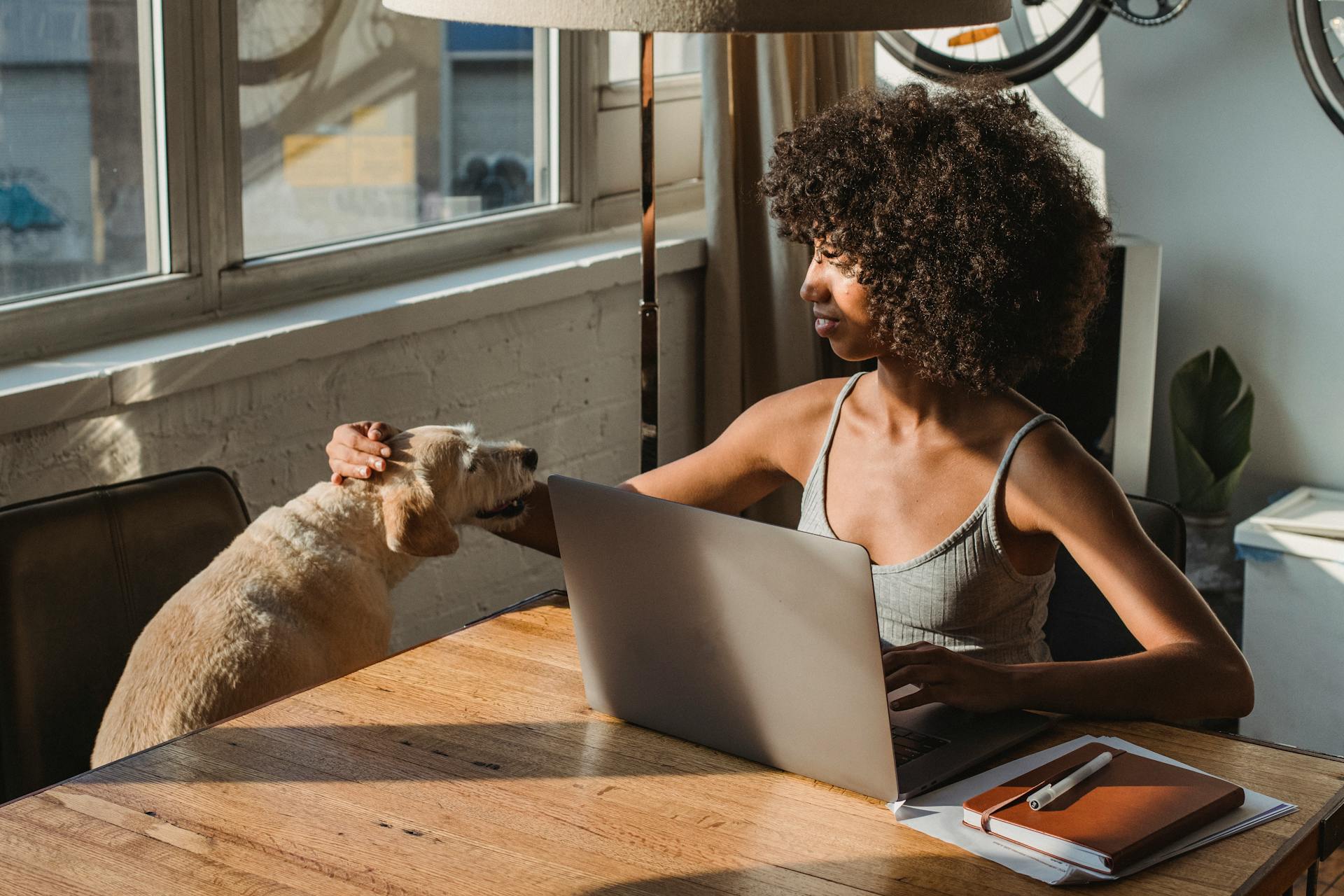 Young ethnic female freelancer with Afro hairstyle sitting at table with netbook while stroking dog in sunlight