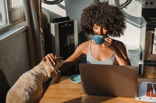 Concentrated young black woman working remotely on netbook while sitting in room at table and drinking coffee while petting dog